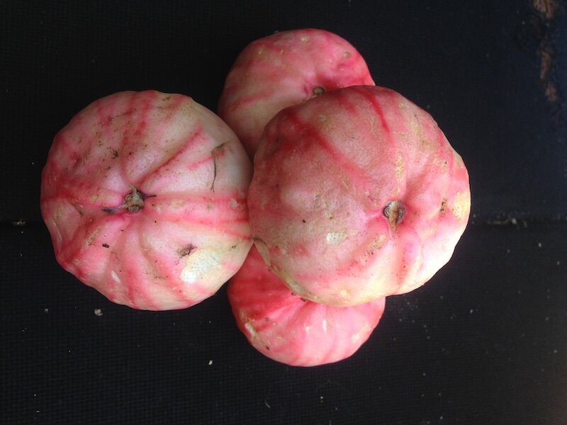 Pink Beach Apple (4).jpeg