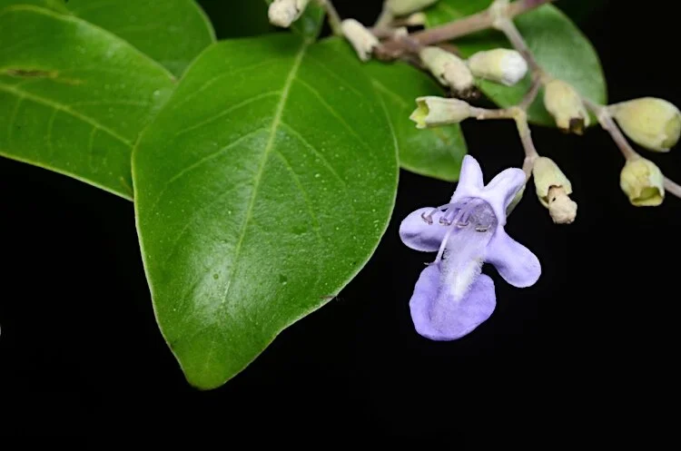 Vitex trifolia
