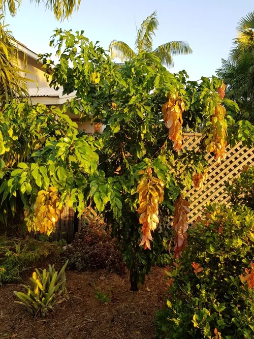 Maniltoa Grandiflora Lenticellata (Silk Handkerchief Tree) — Territory ...