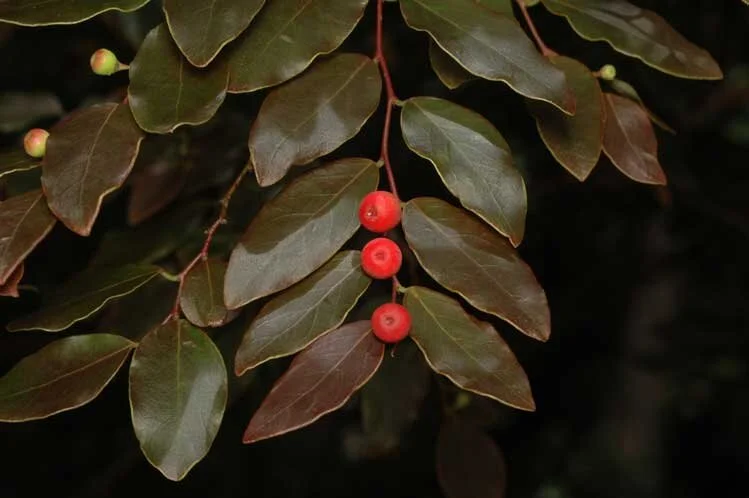 Brenia Tree Breynia cernua (Ironstone Range) — Territory Native Plants