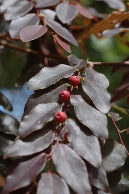 Brenia Tree Breynia cernua (Ironstone Range) — Territory Native Plants