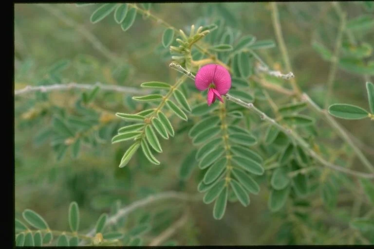 Tephrosia rosea (Silky Rose) — Territory Native Plants