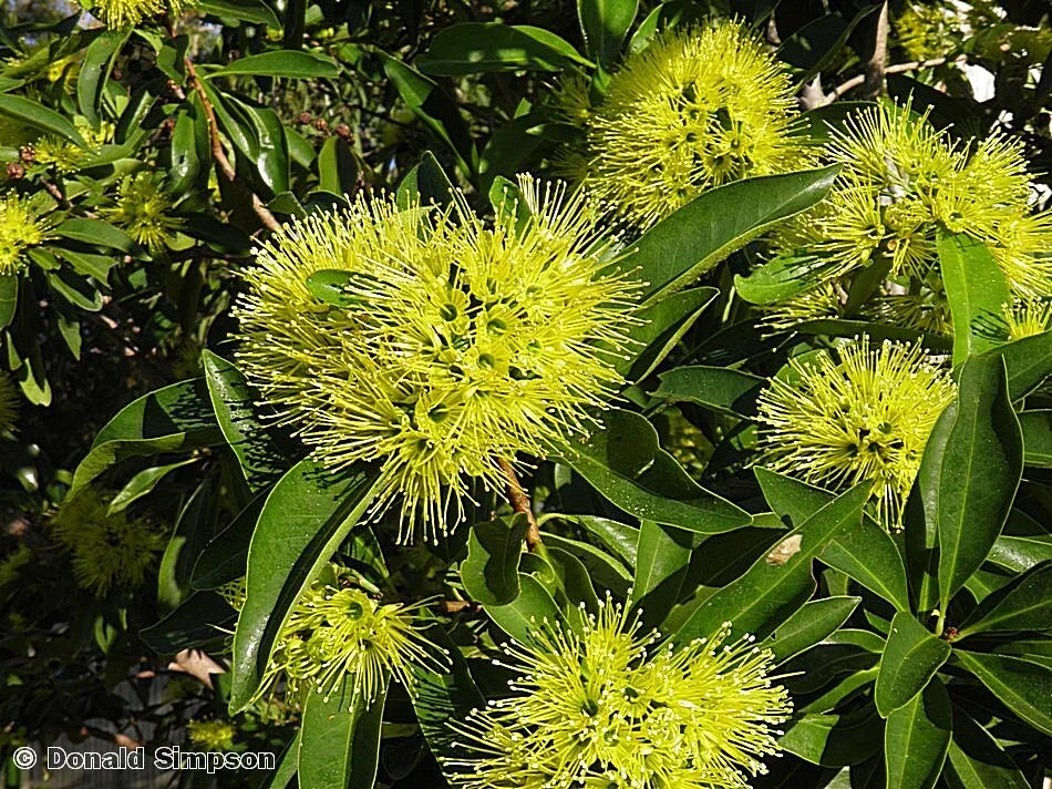Xanthostemon chrysanthus 