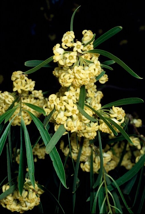 Pittosporum angustifolium Gumbi/Weeping Pittosporum) Territory Native Plants