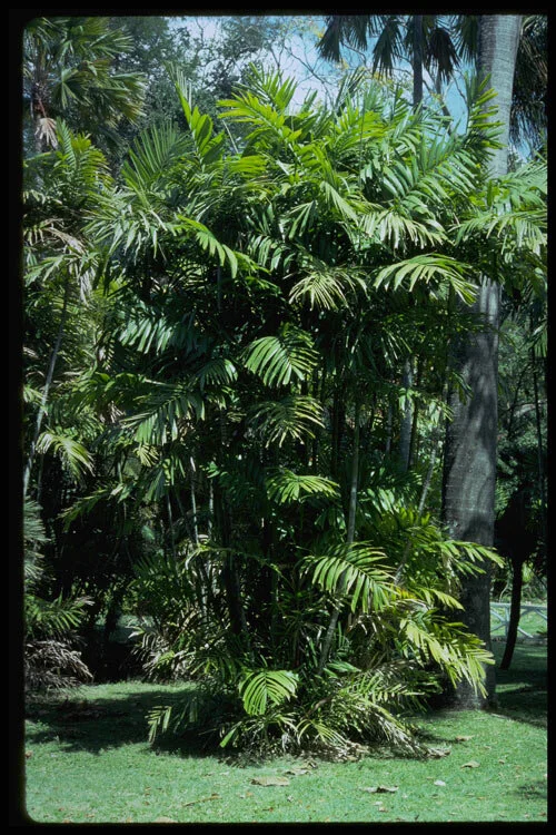 Ptychosperma macarthurii 