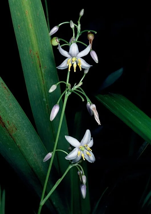 Dianella odorata