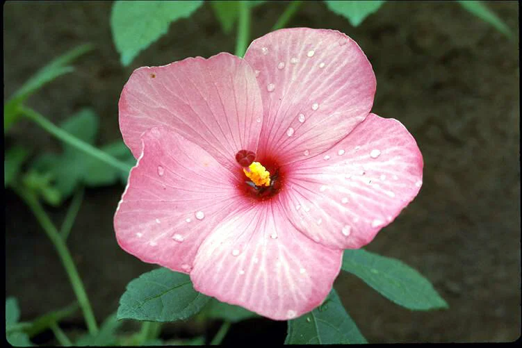 McWhirter, A. ANBG.jpg