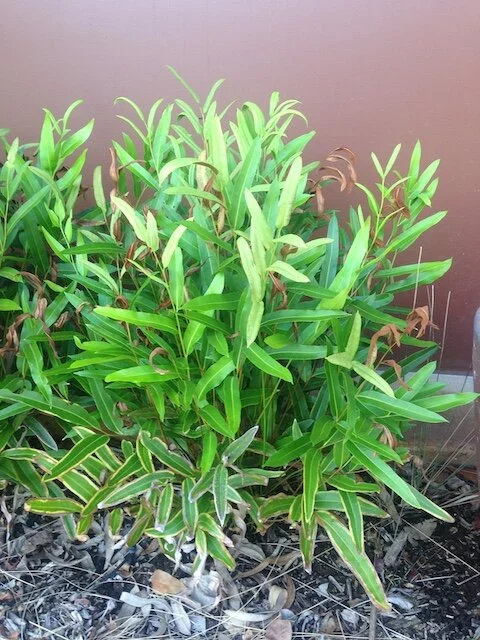 Acrostichum speciosum