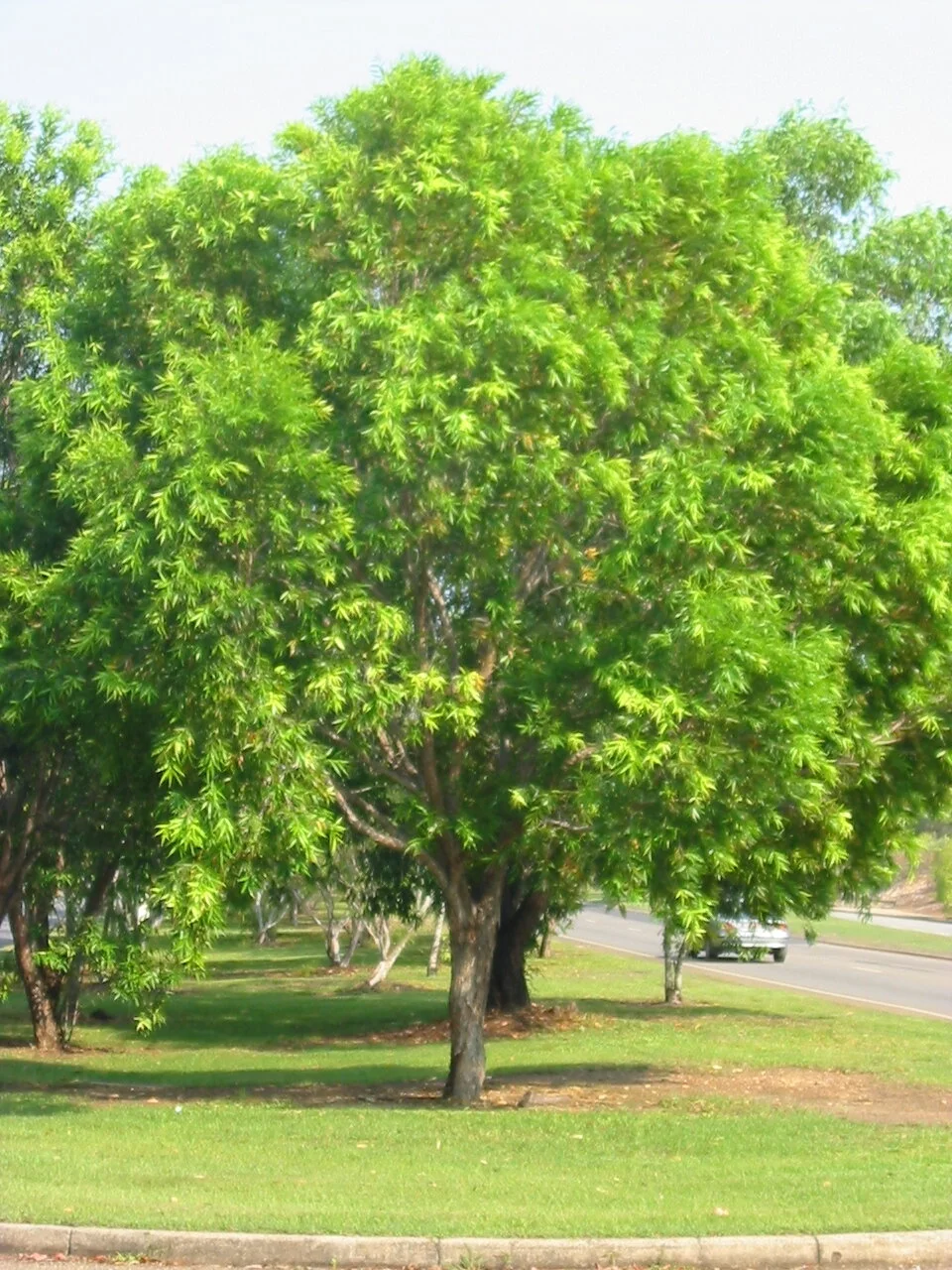 Darwin and NT Native Plants — Territory Native Plants