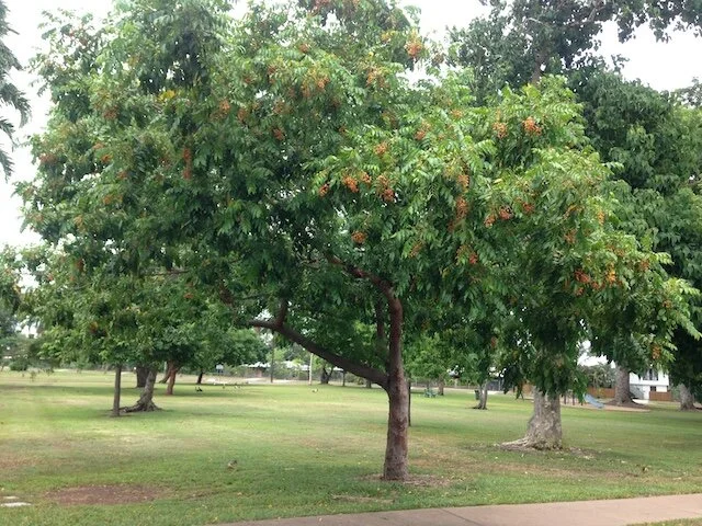Ganophyllum falcatum