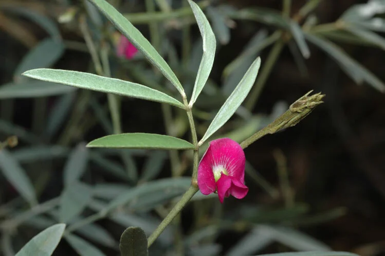 Tephrosia rosea