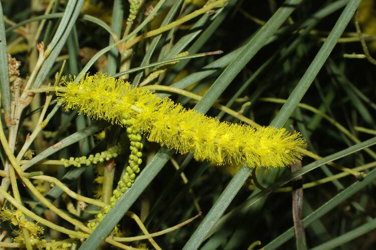 Acacia shirleyi