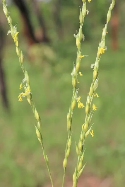 Alloteropsis semialata