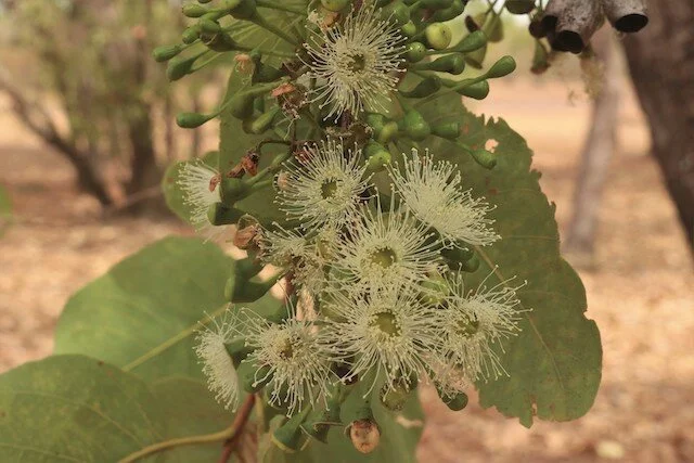 Corymbia disjuncta