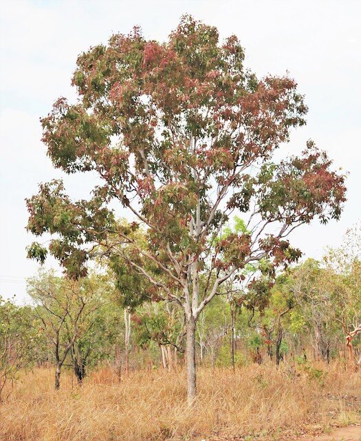 Corymbia polysciada
