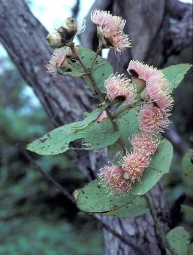 Corymbia setosa