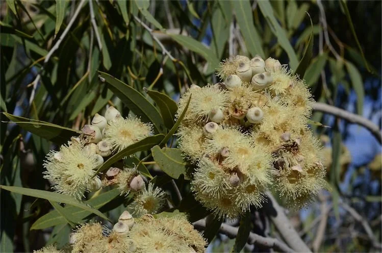 Corymbia terminalis