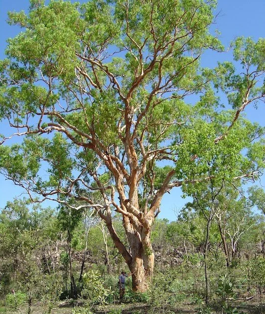 Corymbia grandifolia
