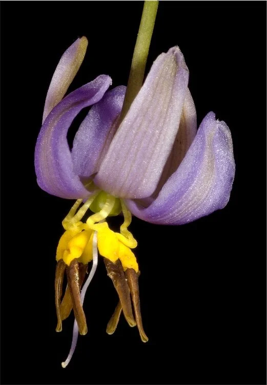 Dianella revoluta
