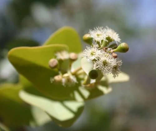 Eucalyptus gamophylla