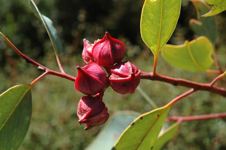 Fagg, M. ANBG 1.jpg