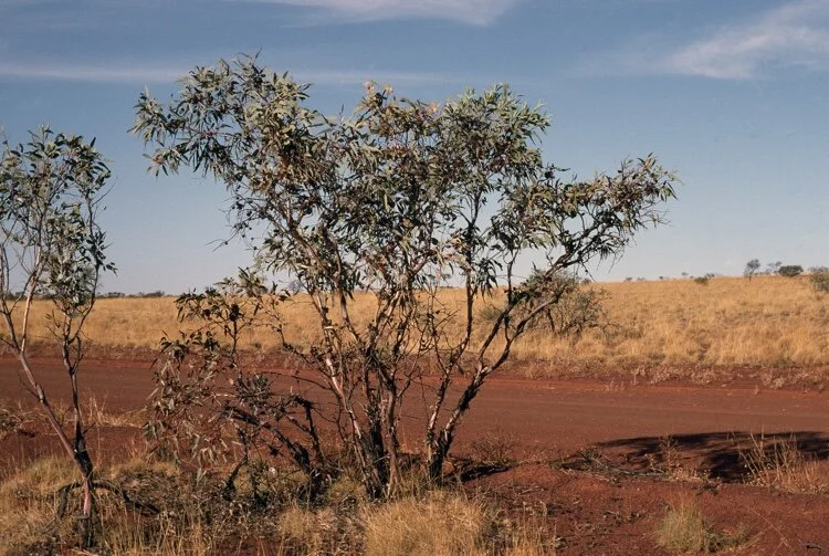 Brooker &amp; Kleinig, ANBG