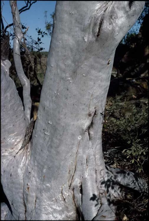 Brooker &amp; Kleinig, ANBG