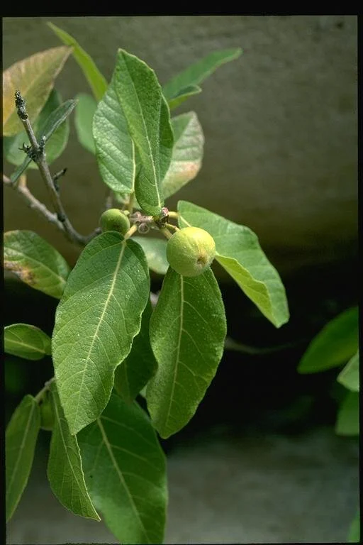 Ficus aculeata