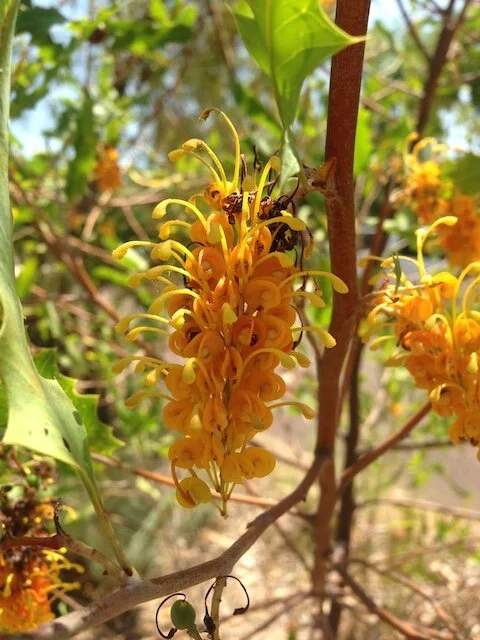 Grevillea aurea