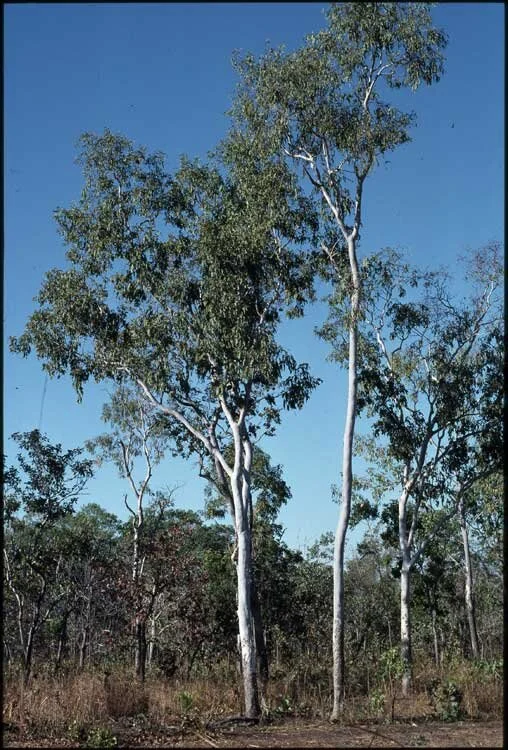 Brooker &amp; Kleinig, ANBG