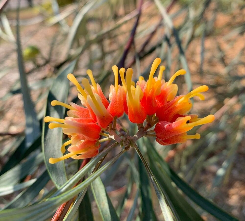 Grevillea Refracta Silver Leaf Grevillea Territory Native Plants