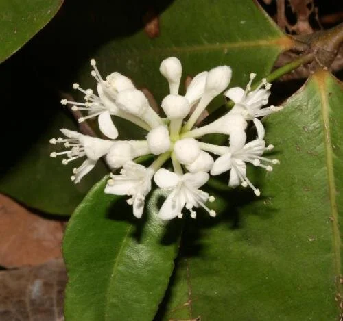 Phaleria octandra