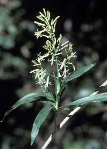 Pleomele angustifolia