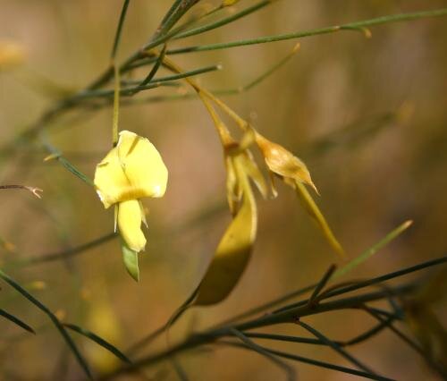 Templetonia hookeri