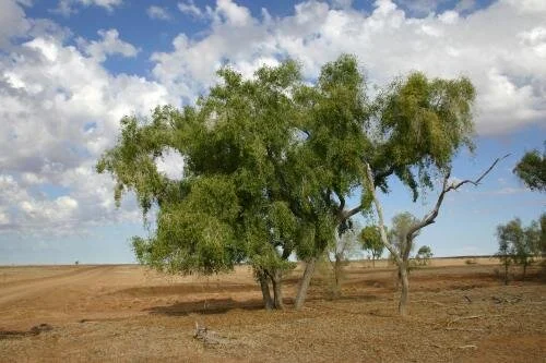 NT Government.jpg