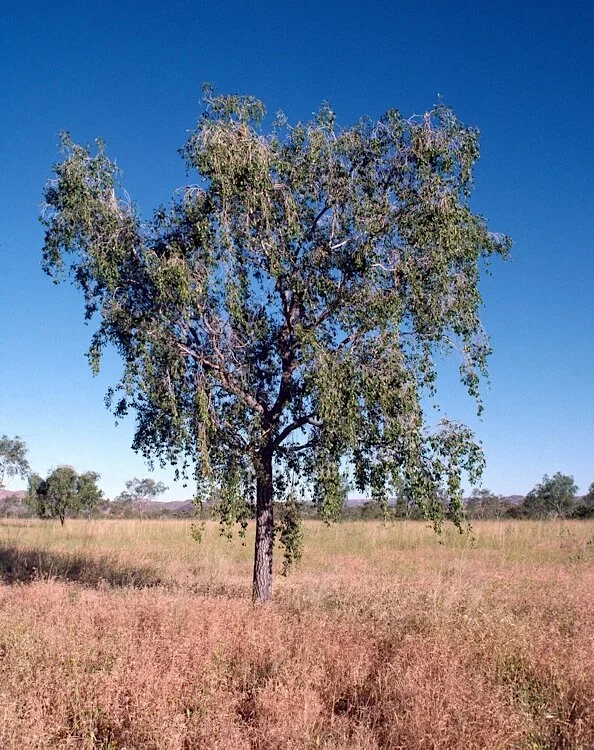 Terminalia arostrata