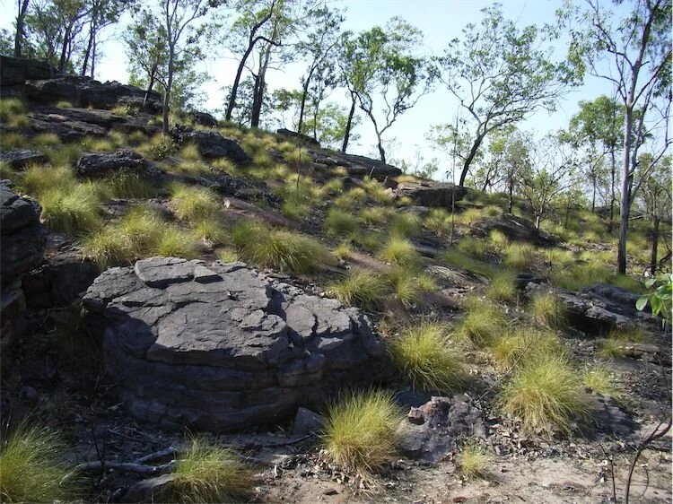 Fagg, M. ANBG. Triodia spp.jpg