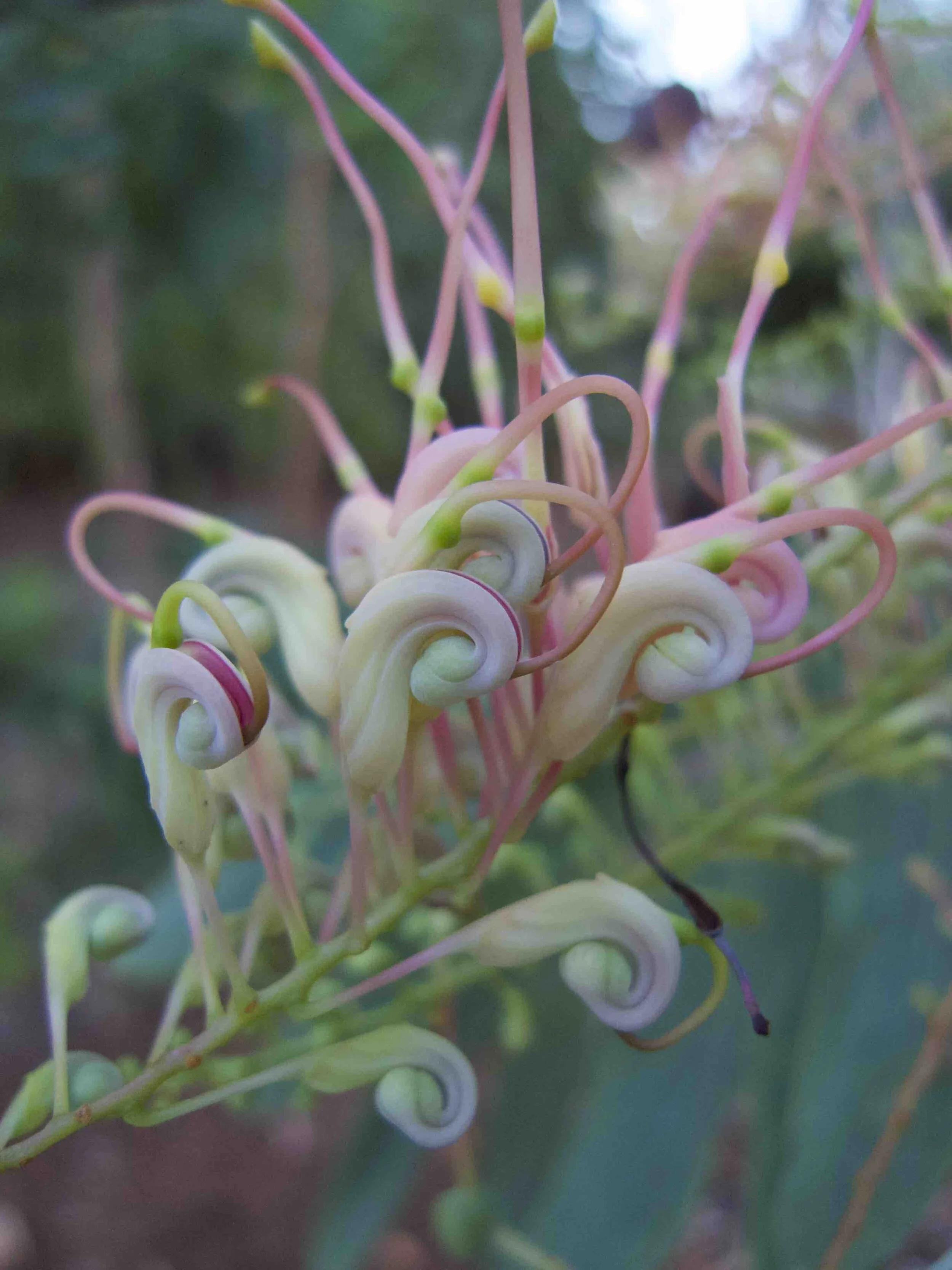 Grevillea decurrens (Clothes Peg Tree) — Territory Native Plants