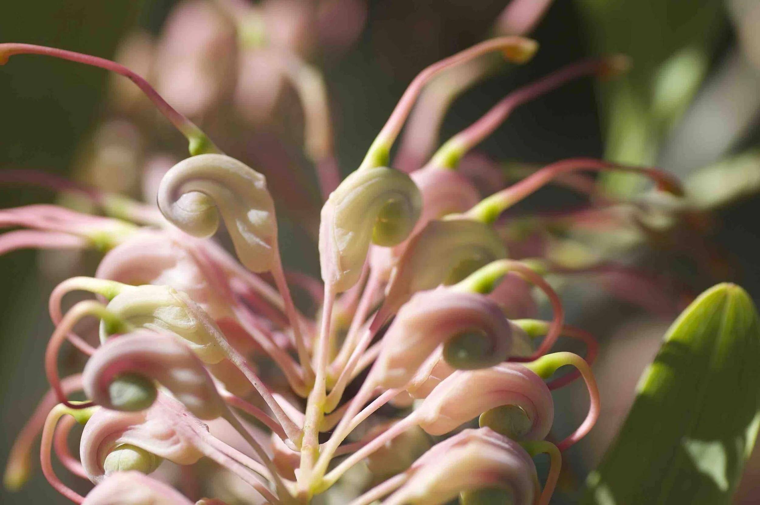 Grevillea decurrens (Clothes Peg Tree) — Territory Native Plants