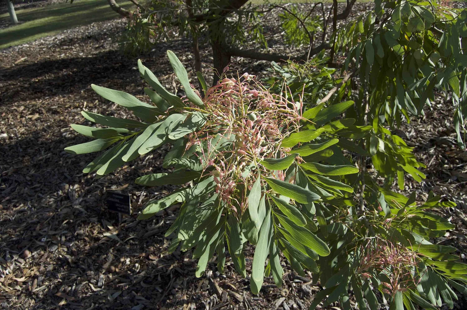 Grevillea decurrens (Clothes Peg Tree) — Territory Native Plants