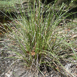 Chrysopogon oliganthus
