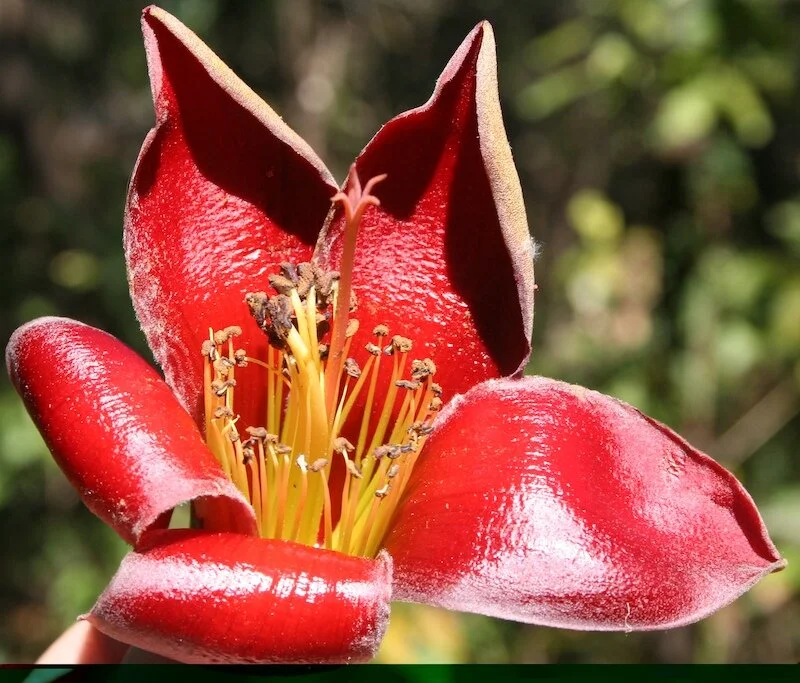 Bombax ceiba flower .jpg