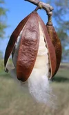 Bombax ceiba (Kapok Tree) — Territory Native Plants