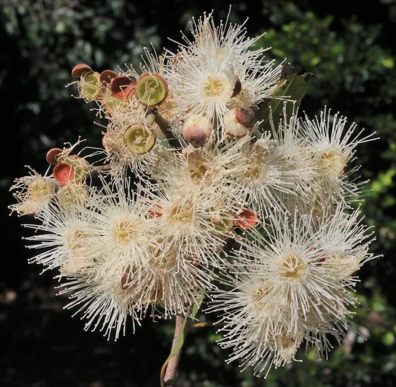 Corymbia polycarpa
