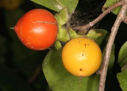 Diospyros calycantha