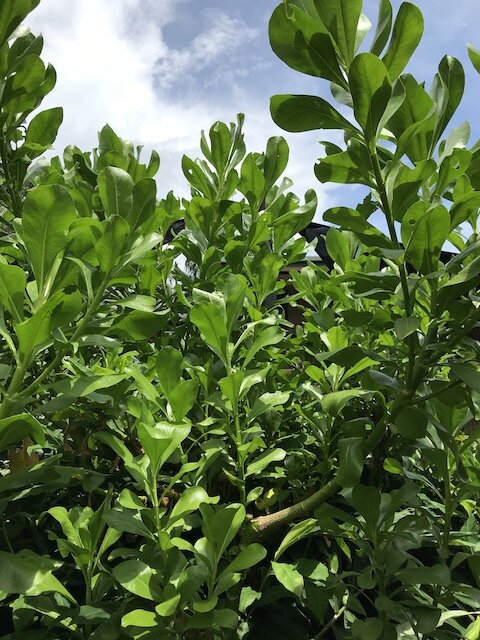 Scaevola taccada (Coastal Succulent) — Territory Native Plants