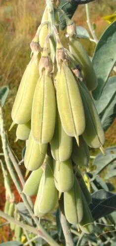 4 Graines De Crotalaria Cunninghamii (Green Bird Flower) - Plante Rare - Pour Jardin, Balcon, Collection