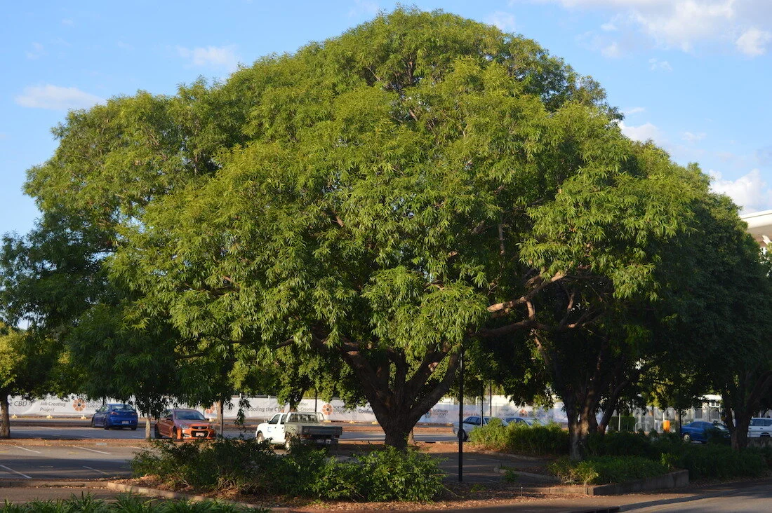 Shade Trees — Territory Native Plants