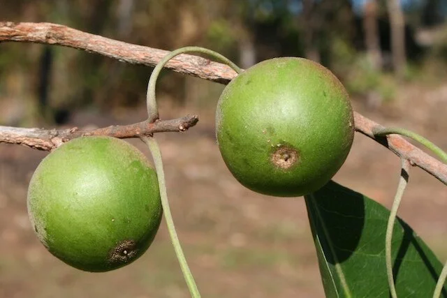 pouteria arnhemica fruit 5.jpg
