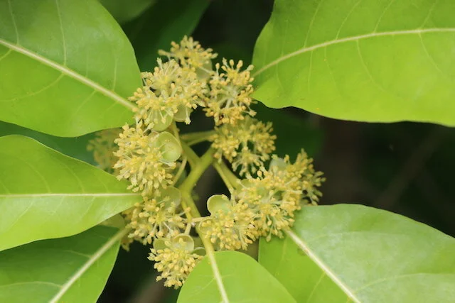 Litsea glutinosa (Indian Laurel) — Territory Native Plants